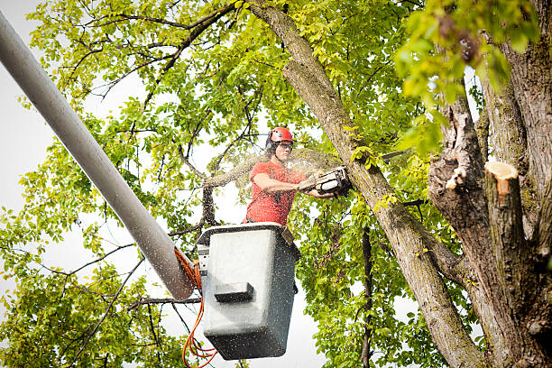 How Our Tree Care Process Works  in  Taylorsville, KY